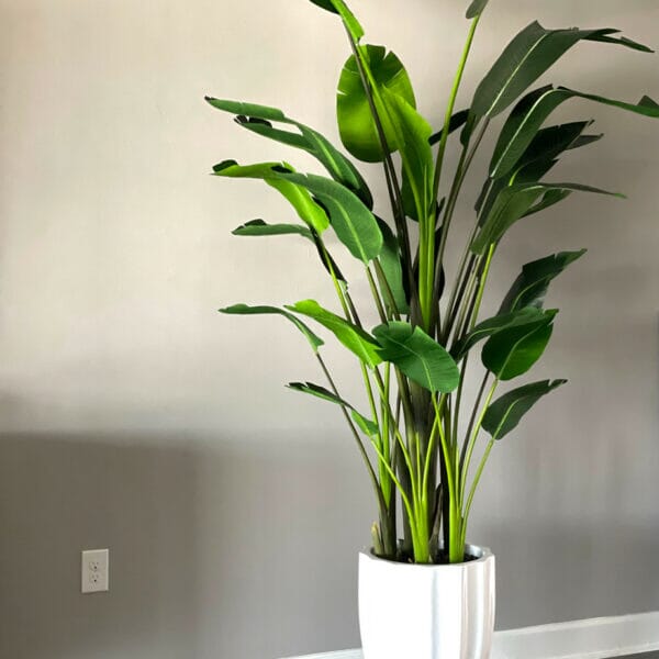 Bird of Paradise Plant (2.7 m) in Glossy White Alicante Planter The New Garden