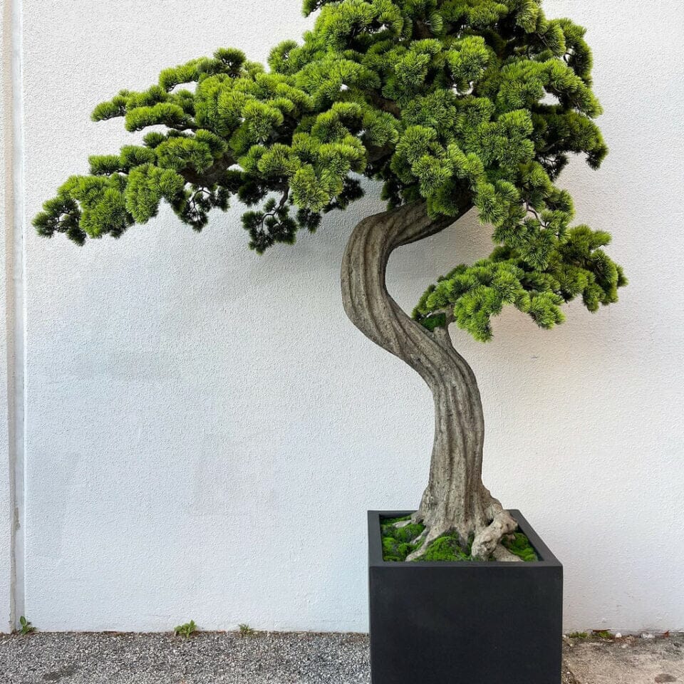 Large Bonsai in Block M Plant Pot The New Garden