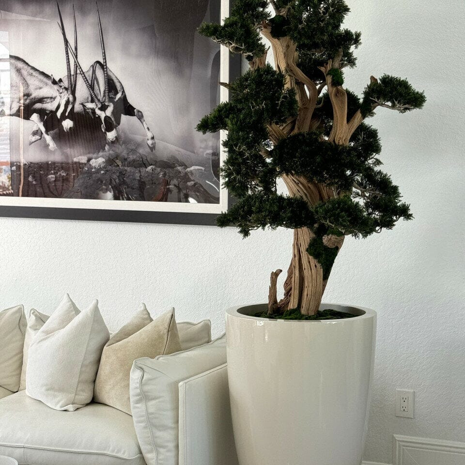 Large Bonsai in Brannan Pot The New Garden