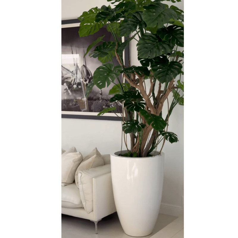 Monstera plant in shiny white pot The New Garden