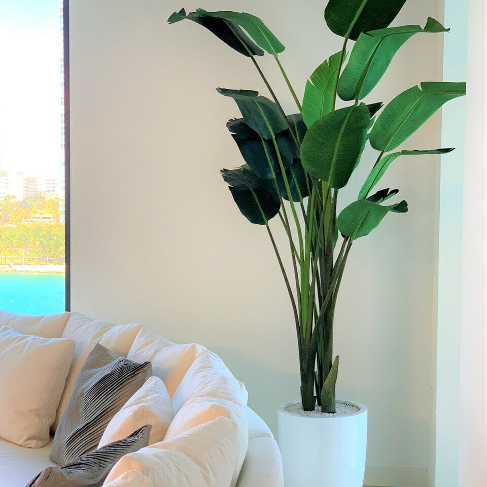 2.7 m Bird of Paradise Plant with Ben Planter in Glossy White The New Garden 