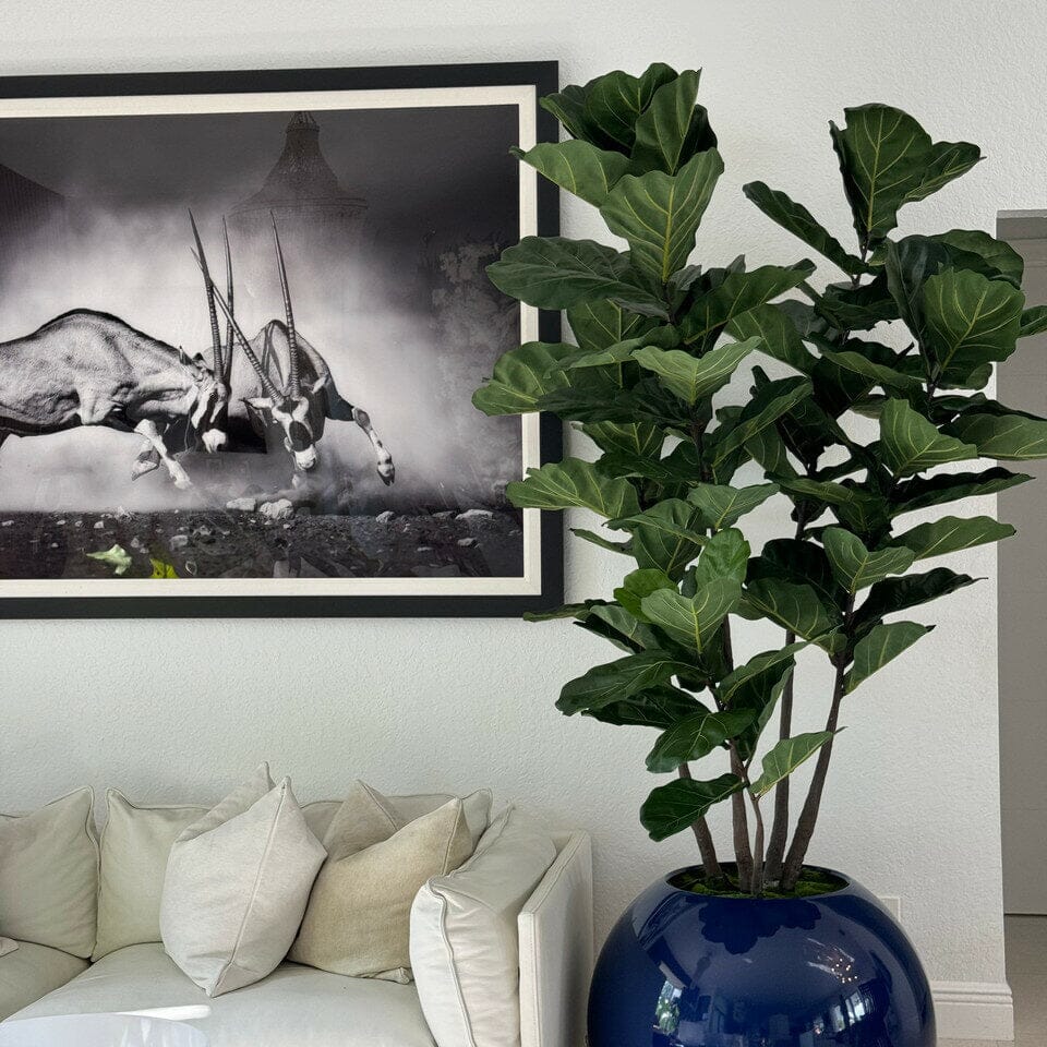 30" Blue Globe Planter with Fiddle Leaf Fig The New Garden 