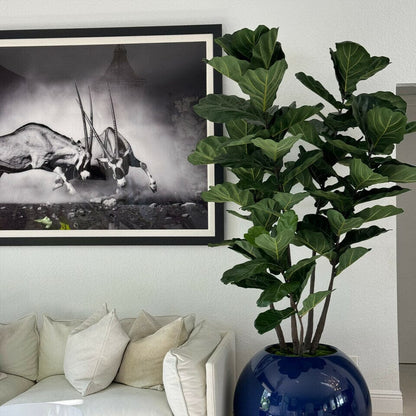 30" Blue Globe Planter with Fiddle Leaf Fig The New Garden 