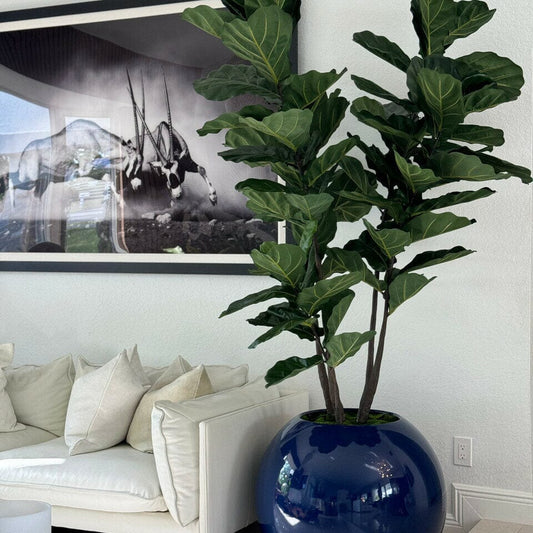 30" Blue Globe Planter with Fiddle Leaf Fig The New Garden 