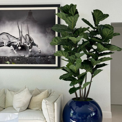 30" Blue Globe Planter with Fiddle Leaf Fig The New Garden 
