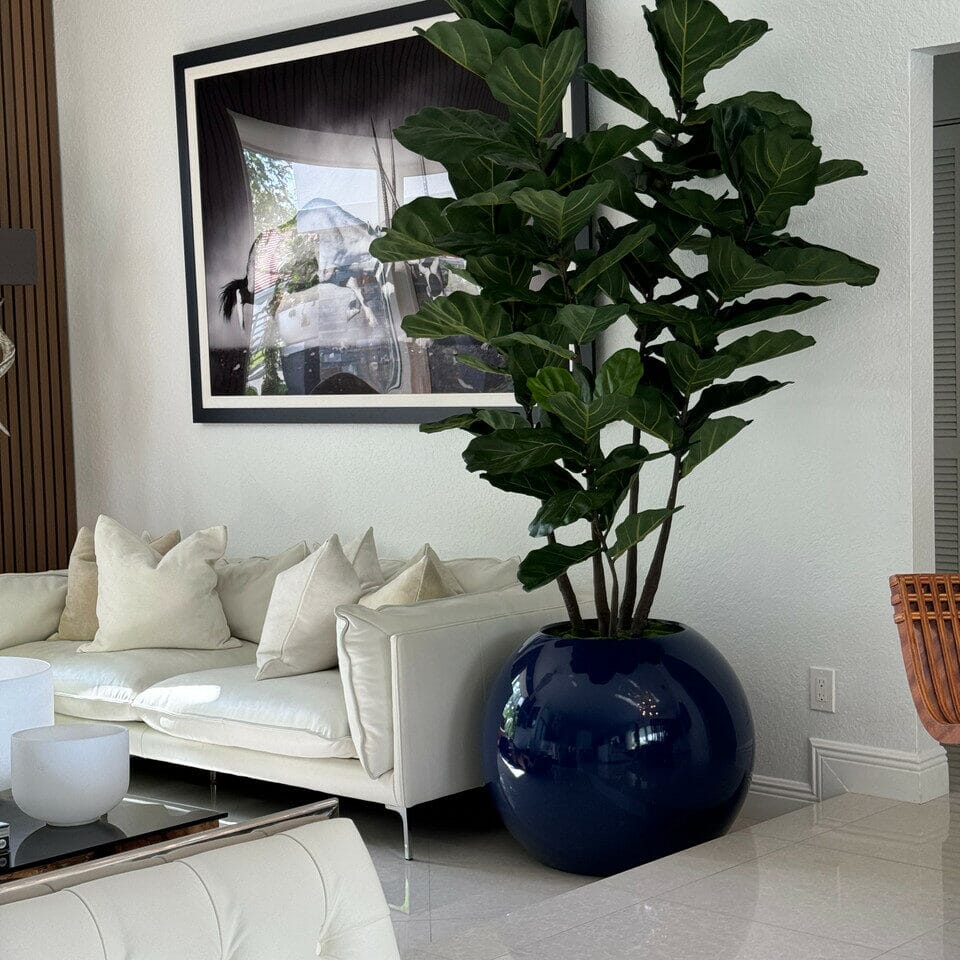 30″ Blue Globe Vase with Fiddle Leaf Fig The New Garden 