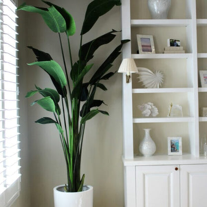 9-Foot Bird of Paradise with Shiny White Pot The New Garden 