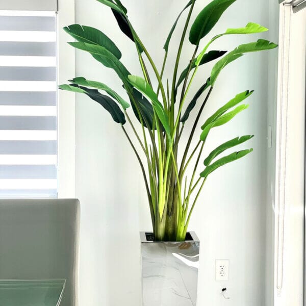 Bird of Paradise Plant (2.1 m) in Stainless Steel Cube Vase – Size M The New Garden 