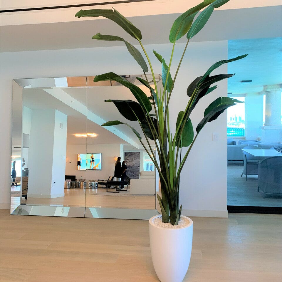 Bird of Paradise Plant (2.7 m) with Ben Planter in Glossy White The New Garden 