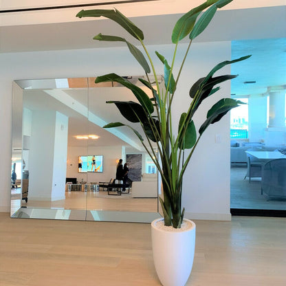 Bird of Paradise Plant (2.7 m) with Ben Planter in Glossy White The New Garden 