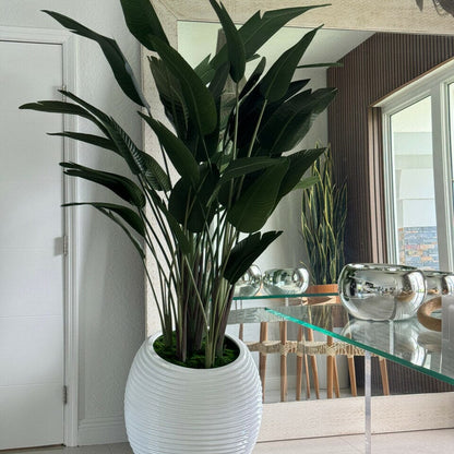 Bird of Paradise Plant in White Spiral Vase The New Garden 