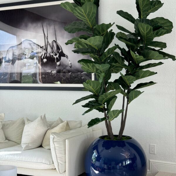 Blue Globe Planter with Fiddle Leaf Fig The New Garden 