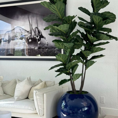 Blue Globe Planter with Fiddle Leaf Fig The New Garden 