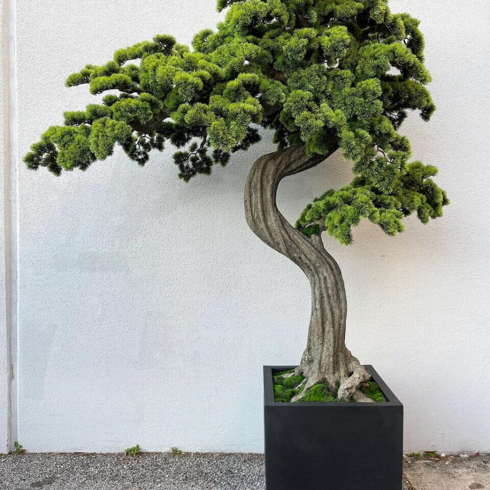 Large Bonsai in Block M Plant Pot The New Garden 