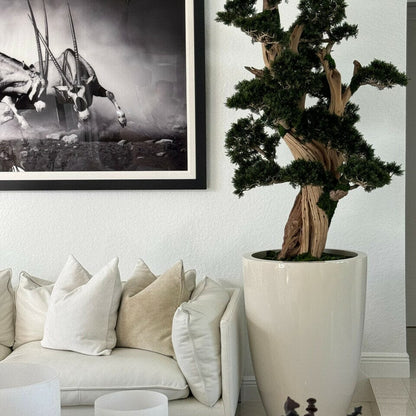 Large Bonsai in Brannan Pot The New Garden 