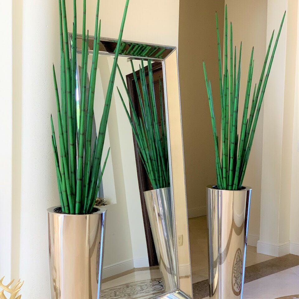 Large, Polished Stainless Steel Pot with Large Snake Grass Plant The New Garden 