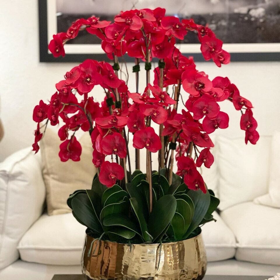 Red Phalaenopsis Orchids in a Medium Gold Pot The New Garden 