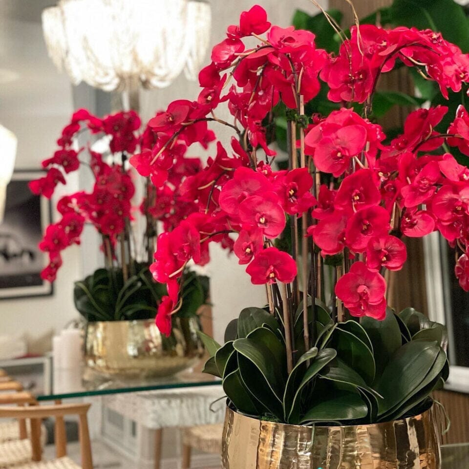 Red Phalaenopsis Orchids in a Medium Gold Pot The New Garden 