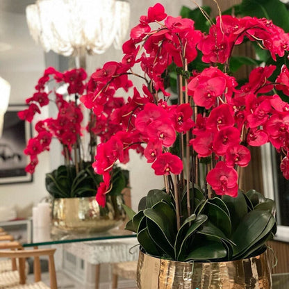 Red Phalaenopsis Orchids in a Medium Gold Pot The New Garden 