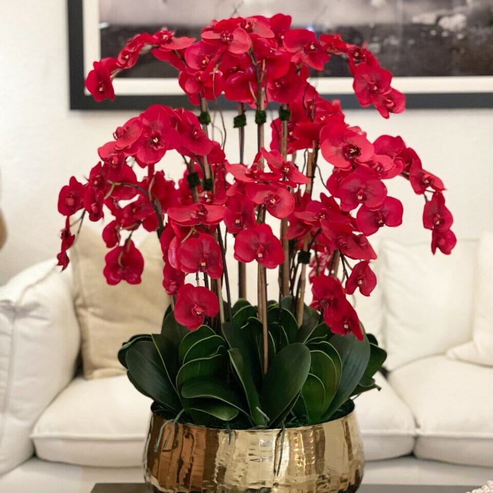 Red Phalaenopsis Orchids in Medium Gold Pot The New Garden 