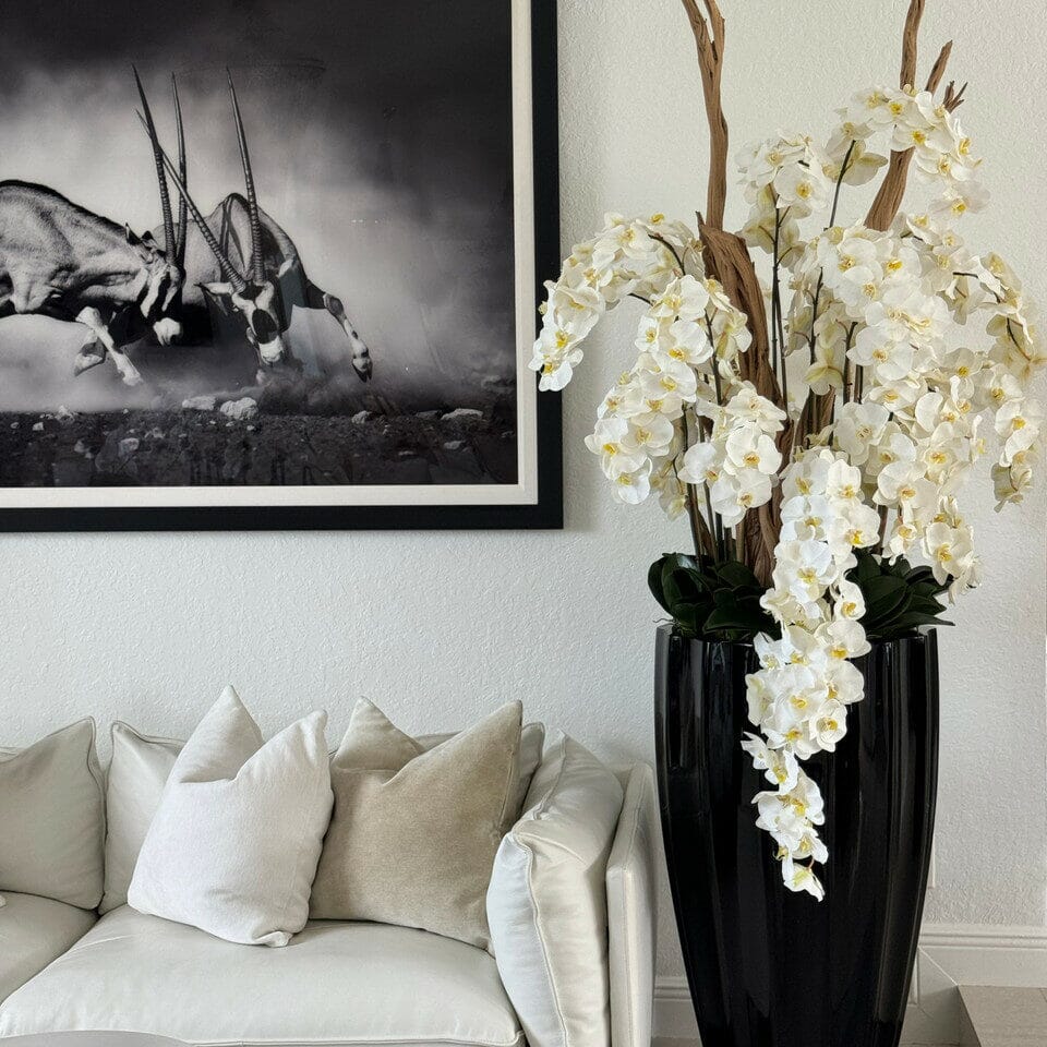 Shiny Black San Jose Vase with Cascading White Orchids The New Garden 