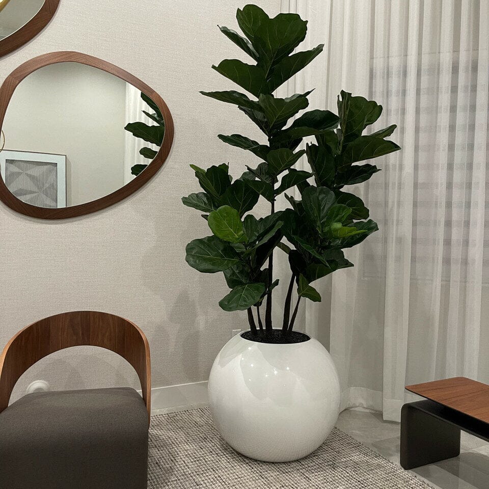 White Globe Vase with Fiddle Leaf Fig – 180 cm The New Garden 