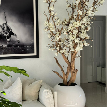 White Magnolia Tree in 126 cm Shiny White Globe Pot The New Garden 