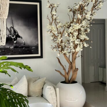 White magnolia tree in shiny white globe pot 30″ The New Garden 