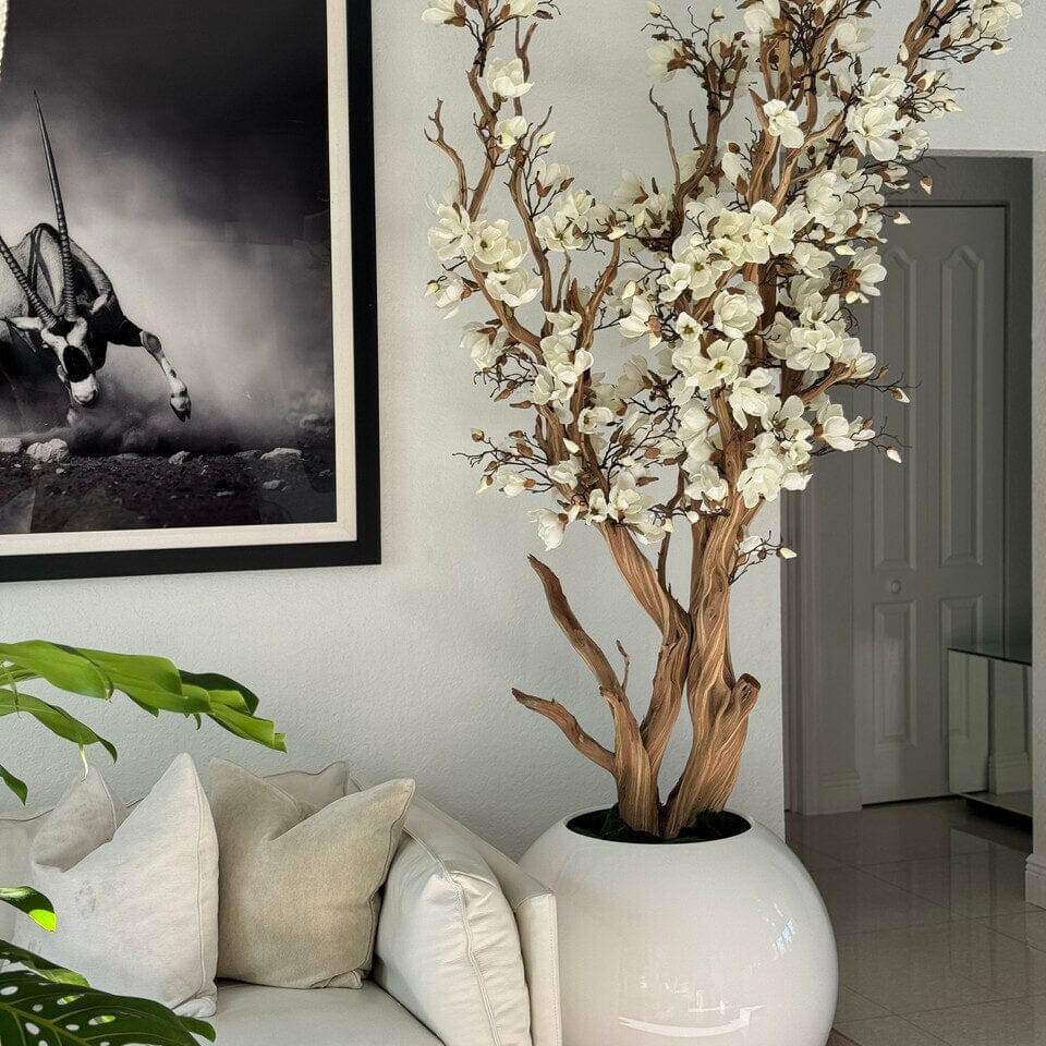 White magnolia tree in shiny white globe pot, 76 cm The New Garden 