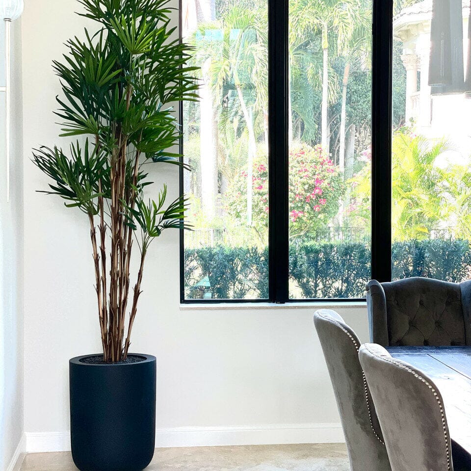 XL Black Pot Palm Tree The New Garden 